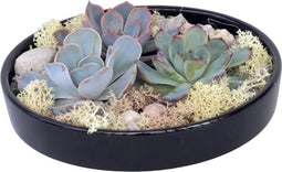 Plant in a Box - Rootless - Echeveria Garden Mix Black - vetplanten op decoratieve schaal - Zwart - 20 cm