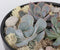 Plant in a Box - Rootless - Echeveria Garden Mix Black - vetplanten op decoratieve schaal - Zwart - 20 cm