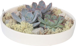 Plant in a Box - Rootless - Echeveria Garden Mix White - vetplanten op decoratieve schaal - Wit - 20 cm