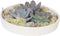 Plant in a Box - Rootless - Echeveria Garden Mix White - vetplanten op decoratieve schaal - Wit - 20 cm