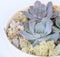 Plant in a Box - Rootless - Echeveria Garden Mix White - vetplanten op decoratieve schaal - Wit - 20 cm