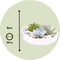 Plant in a Box - Rootless - Echeveria Garden Mix White - vetplanten op decoratieve schaal - Wit - 20 cm