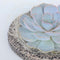 Plant in a Box - Rootless - Echeveria Koala Bowl - vetplant/succulent op decoratieve schaal - Grijs - 20 cm
