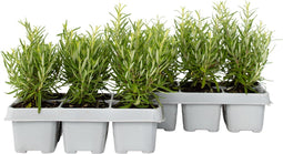 Plant in a Box - Rozemarijn 'Rosmarinus Officinalis' - set van 12 - Kruidenstruikjes - Tuinplant - ⌀ 9 cm - Hoogte: 10-20 cm