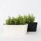 Plant in a Box - Rozemarijn 'Rosmarinus Officinalis' - set van 12 - Kruidenstruikjes - Tuinplant - ⌀ 9 cm - Hoogte: 10-20 cm