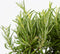 Plant in a Box - Rozemarijn 'Rosmarinus Officinalis' - set van 12 - Kruidenstruikjes - Tuinplant - ⌀ 9 cm - Hoogte: 10-20 cm
