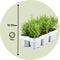 Plant in a Box - Rozemarijn 'Rosmarinus Officinalis' - set van 12 - Kruidenstruikjes - Tuinplant - ⌀ 9 cm - Hoogte: 10-20 cm