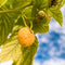 Plant in a Box - Rubus idaeus 'Fallgold' - Set van 3 - Gele framboosplanten - Pot 9cm - Hoogte 25-40cm