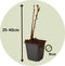 Plant in a Box - Rubus idaeus 'Fallgold' - Set van 3 - Gele framboosplanten - Pot 9cm - Hoogte 25-40cm
