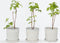 Plant in a Box - Rubus idaeus 'Fallgold' - Set van 6 - Gele framboosplanten - Pot 9cm - Hoogte 25-40cm