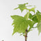 Plant in a Box - Rubus idaeus 'Fallgold' - Set van 6 - Gele framboosplanten - Pot 9cm - Hoogte 25-40cm