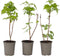 Plant in a Box - Rubus idaeus 'Fallgold' - Set van 6 - Gele framboosplanten - Pot 9cm - Hoogte 25-40cm