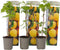 Plant in a Box - Rubus idaeus 'Fallgold' - Set van 6 - Gele framboosplanten - Pot 9cm - Hoogte 25-40cm