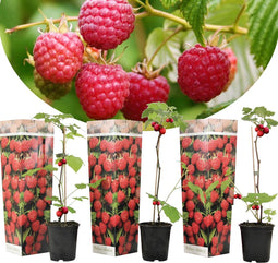 Plant in a Box - Rubus ideaus 'Autumn Bliss'' - Set van 3 - Frambozenstruik - Pot 9cm - Hoogte 25-40cm