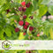 Plant in a Box - Rubus ideaus 'Autumn Bliss'' - Set van 3 - Frambozenstruik - Pot 9cm - Hoogte 25-40cm