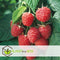Plant in a Box - Rubus ideaus 'Autumn Bliss'' - Set van 3 - Frambozenstruik - Pot 9cm - Hoogte 25-40cm