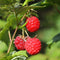Plant in a Box - Rubus ideaus 'Autumn Bliss'' - Set van 6 - Frambozenstruik - Pot 9cm - Hoogte 25-40cm