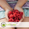 Plant in a Box - Rubus ideaus 'Autumn Bliss'' - Set van 6 - Frambozenstruik - Pot 9cm - Hoogte 25-40cm