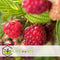 Plant in a Box - Rubus ideaus 'Autumn Bliss'' - Set van 6 - Frambozenstruik - Pot 9cm - Hoogte 25-40cm