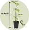 Plant in a Box - Rubus ideaus 'Autumn Bliss'' - Set van 6 - Frambozenstruik - Pot 9cm - Hoogte 25-40cm