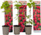 Plant in a Box - Rubus ideaus 'Autumn Bliss'' - Set van 6 - Frambozenstruik - Pot 9cm - Hoogte 25-40cm