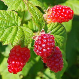 Plant in a Box - Rubus 'Tayberry' - Set van 3 - Kruising tussen Braam en framboos - Dieprode vruchten - Bladverliezende tuinplant - Pot 9cm - Hoogte 25-40cm