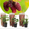 Plant in a Box - Rubus 'Tayberry' - Set van 3 - Kruising tussen Braam en framboos - Dieprode vruchten - Bladverliezende tuinplant - Pot 9cm - Hoogte 25-40cm
