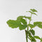 Plant in a Box - Rubus 'Tayberry' - Set van 3 - Kruising tussen Braam en framboos - Dieprode vruchten - Bladverliezende tuinplant - Pot 9cm - Hoogte 25-40cm