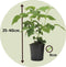 Plant in a Box - Rubus 'Tayberry' - Set van 3 - Kruising tussen Braam en framboos - Dieprode vruchten - Bladverliezende tuinplant - Pot 9cm - Hoogte 25-40cm