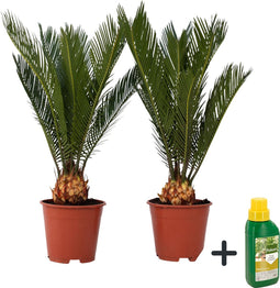 Plant in a Box - Sagittarius Revoluta - Cycas Revoluta - Set van 2 - Hoogte 45-60cm - Pot 15cm