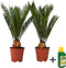 Plant in a Box - Sagittarius Revoluta - Cycas Revoluta - Set van 2 - Hoogte 45-60cm - Pot 15cm