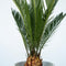 Plant in a Box - Sagittarius Revoluta - Cycas Revoluta - Set van 2 - Hoogte 45-60cm - Pot 15cm