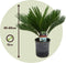 Plant in a Box - Sagittarius Revoluta - Cycas Revoluta - Set van 2 - Hoogte 45-60cm - Pot 15cm
