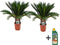 Plant in a Box - Sagittarius Revoluta - Cycas Revoluta - Set van 2 - Hoogte 45-60cm - Pot 15cm