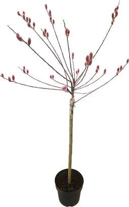Plant in a Box - Salix gracilistyla 'Mount Aso' - Heester - pot 19cm - hoogte 100-110cm