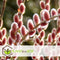 Plant in a Box - Salix gracilistyla 'Mount Aso' - Heester - pot 19cm - hoogte 100-110cm