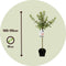 Plant in a Box - Salix gracilistyla 'Mount Aso' - Heester - pot 19cm - hoogte 100-110cm