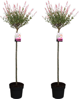 Plant in a Box - Salix integra Flamingo - Set van 2 - Tuinplant - Bonte wilg - Winterhard - Pot 19cm - Hoogte 90-110cm