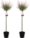 Plant in a Box - Salix integra Flamingo - Set van 2 - Tuinplant - Bonte wilg - Winterhard - Pot 19cm - Hoogte 90-110cm