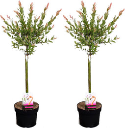 Plant in a Box - Salix integra Flamingo - Set van 2 - Tuinplant - Bonte wilg - Winterhard - Pot 17cm - Hoogte 60-80cm