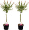 Plant in a Box - Salix integra Flamingo - Set van 2 - Tuinplant - Bonte wilg - Winterhard - Pot 17cm - Hoogte 60-80cm