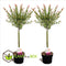 Plant in a Box - Salix integra Flamingo - Set van 2 - Tuinplant - Bonte wilg - Winterhard - Pot 17cm - Hoogte 60-80cm