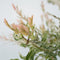 Plant in a Box - Salix integra Flamingo - Set van 2 - Tuinplant - Bonte wilg - Winterhard - Pot 17cm - Hoogte 60-80cm