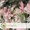 Plant in a Box - Salix integra Flamingo - Set van 2 - Tuinplant - Bonte wilg - Winterhard - Pot 19cm - Hoogte 90-110cm