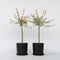 Plant in a Box - Salix integra Flamingo - Set van 2 - Tuinplant - Bonte wilg - Winterhard - Pot 17cm - Hoogte 60-80cm