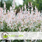 Plant in a Box - Salix integra Flamingo - Set van 2 - Tuinplant - Bonte wilg - Winterhard - Pot 19cm - Hoogte 90-110cm