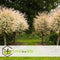 Plant in a Box - Salix integra Flamingo - Set van 2 - Tuinplant - Bonte wilg - Winterhard - Pot 17cm - Hoogte 60-80cm