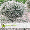 Plant in a Box - Salix integra Flamingo - Set van 2 - Tuinplant - Bonte wilg - Winterhard - Pot 17cm - Hoogte 60-80cm