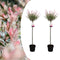 Plant in a Box - Salix integra Flamingo - Set van 2 - Tuinplant - Bonte wilg - Winterhard - Pot 19cm - Hoogte 90-110cm
