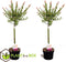 Plant in a Box - Salix integra Flamingo - Set van 2 - Tuinplant - Bonte wilg - Winterhard - Pot 17cm - Hoogte 60-80cm